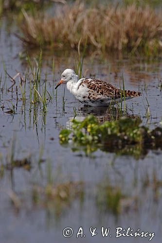 Batalion bojownik batalion, bojownik zmienny, biegus bojownik, bojownik odmienny) Philomachus pugnax) , samiec, Bagna Biebrzańskie