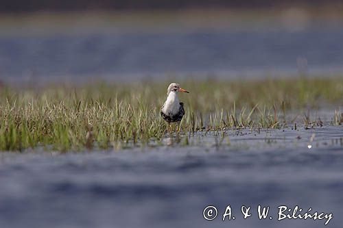 Batalion bojownik batalion, bojownik zmienny, biegus bojownik, bojownik odmienny) Philomachus pugnax) , samiec, Bagna Biebrzańskie