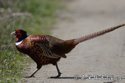 bażant samiec Phasianus colchicus