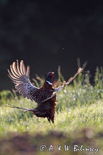 bażant, samiec, kogut, Phasianus colchicus