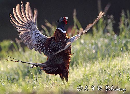 bażant, samiec, kogut, Phasianus colchicus