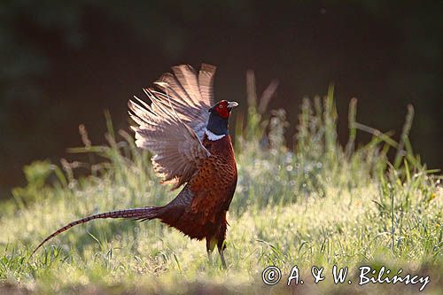 bażant, samiec, kogut, Phasianus colchicus