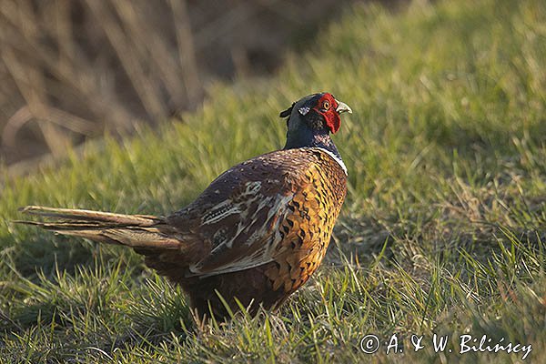 Bażant, samiec , Phasianus colchicus