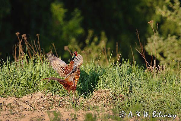 bażant, samiec, kogut, Phasianus colchicus