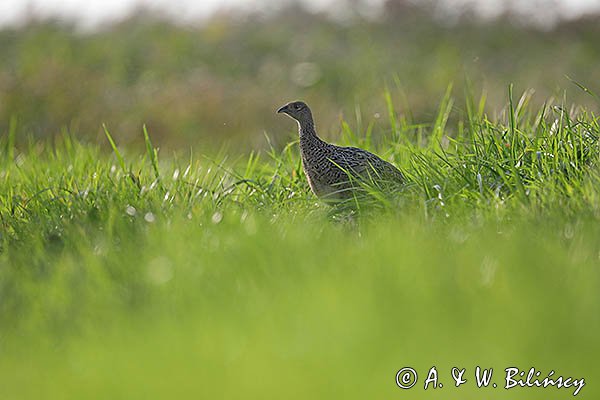 Bażant, samica, kura z młodymi, Phasianus colchicus