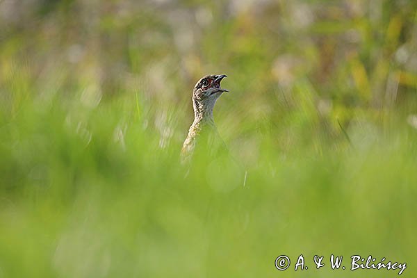 Bażant, samica, kura z młodymi, Phasianus colchicus