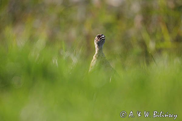Bażant, samica, kura, Phasianus colchicus