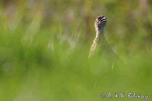 Bażant, samica, kura, Phasianus colchicus