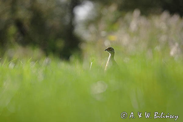 Bażant, samica, kura z młodymi, Phasianus colchicus