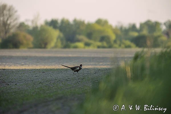 Bażant, samiec kogut , Phasianus colchicus