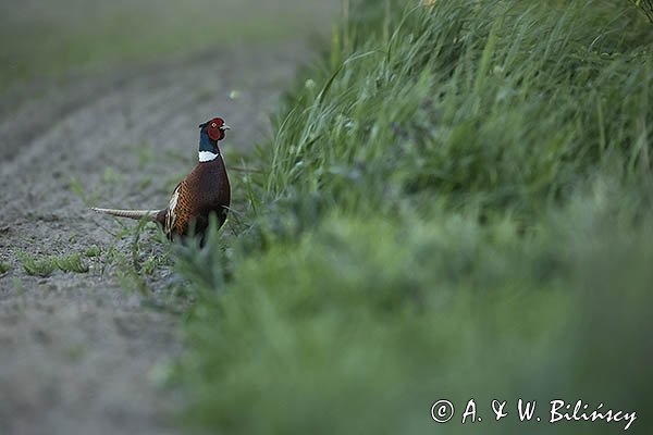 Bażant, samiec kogut , Phasianus colchicus