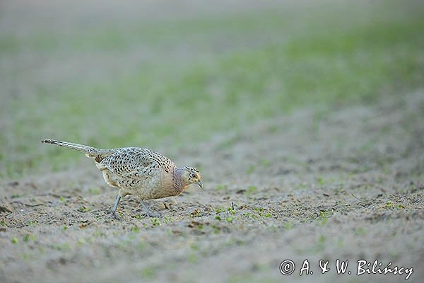 Bażant, samica, kura , Phasianus colchicus