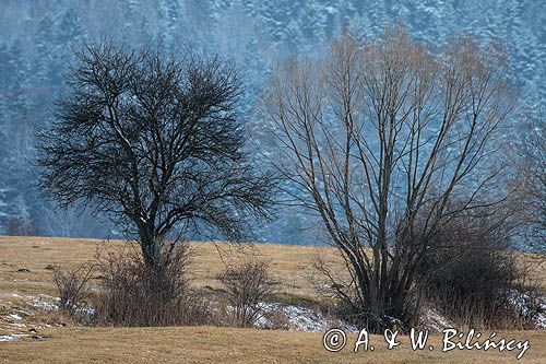 Przedwiośnie i zima, Bieszczady