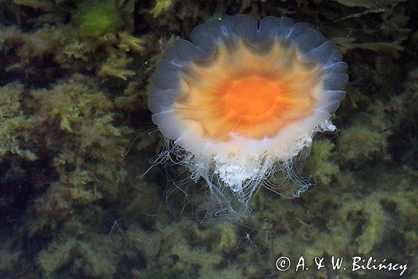 Bełtwa włosiennik, bełtwa festonowa, Cyanea capillata, Skagerrak
