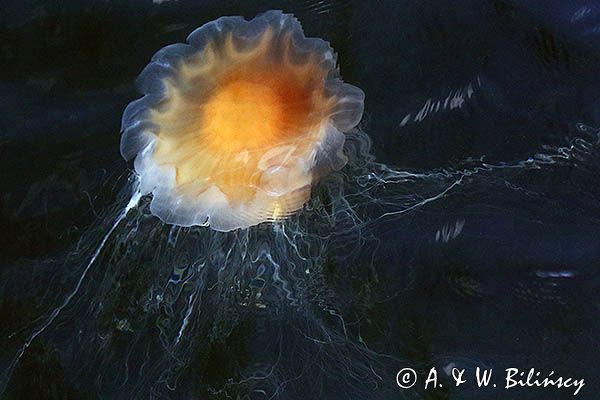 Bełtwa włosiennik, bełtwa festonowa, Cyanea capillata, Skagerrak