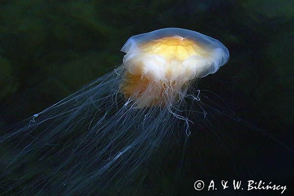 Bełtwa włosiennik, bełtwa festonowa, Cyanea capillata, Skagerrak