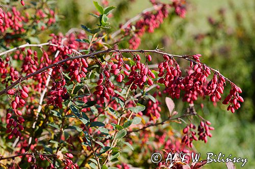 berberys, Berberis, owoce