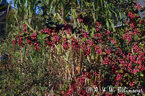 berberys, Berberis, owoce