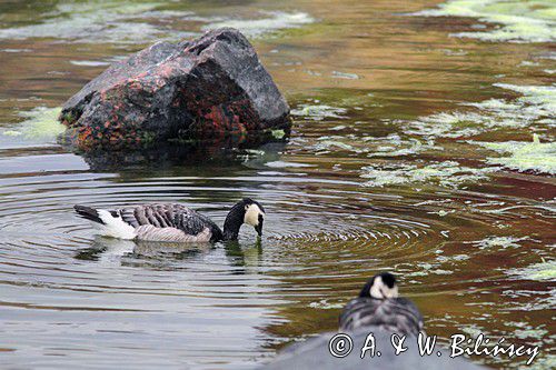 bernikla białolica, Branta leucopsis