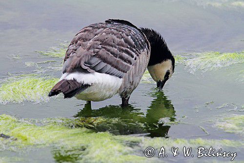 bernikla białolica, Branta leucopsis