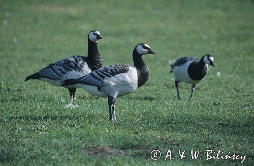 Bernikla białolica Branta leucopsis)