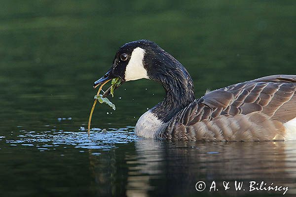 Bernikla kanadyjska, Branta canadensis