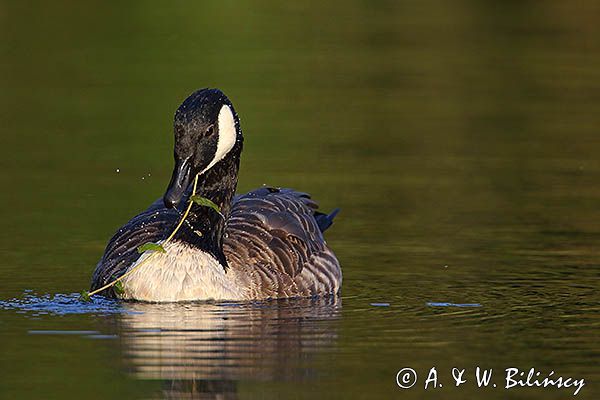 Bernikla kanadyjska, Branta canadensis