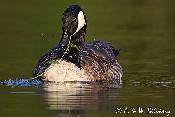 Bernikla kanadyjska, Branta canadensis