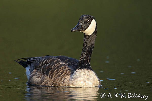 Bernikla kanadyjska, Branta canadensis