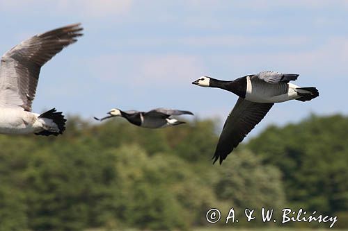 bernikla białolica, Branta leucopsis