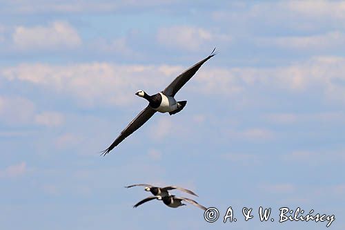 bernikla białolica, Branta leucopsis