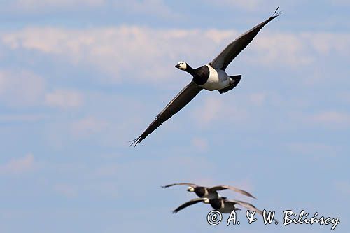 bernikla białolica, Branta leucopsis