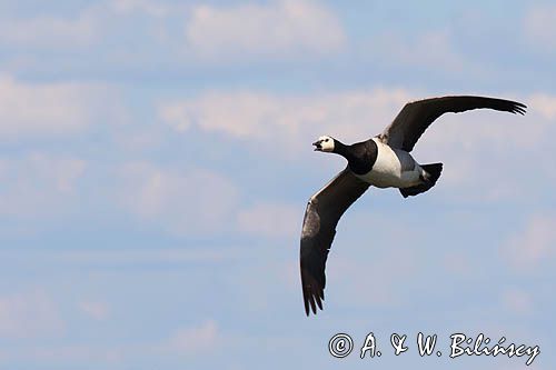 bernikla białolica, Branta leucopsis