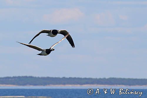 bernikla białolica, Branta leucopsis