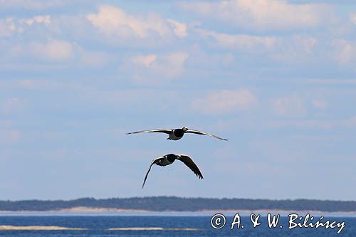 bernikla białolica, Branta leucopsis