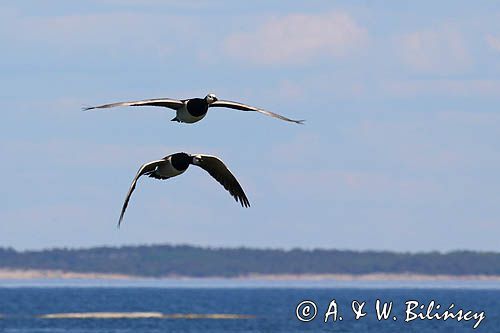 bernikla białolica, Branta leucopsis