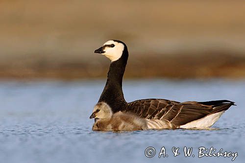 bernikla białolica, Branta leucopsis, z pisklętami