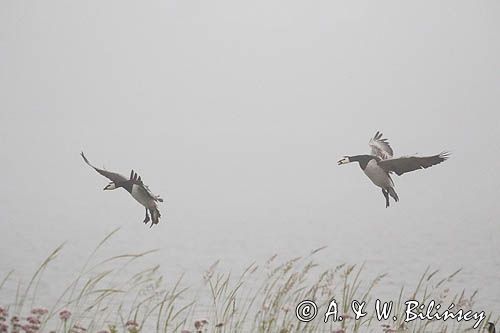 bernikle białolice, Branta leucopsis