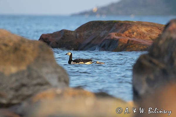 bernikle białolice, Branta leucopsis