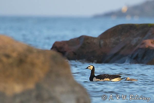 bernikle białolice, Branta leucopsis