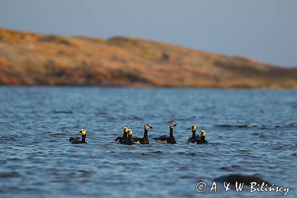 bernikle białolice, Branta leucopsis