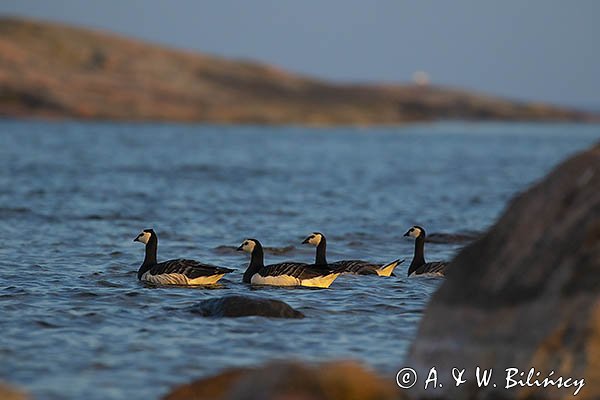 bernikle białolice, Branta leucopsis