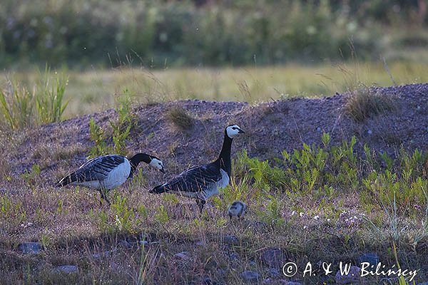 bernikle białolice, Branta leucopsis