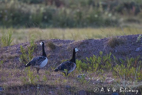 bernikle białolice, Branta leucopsis