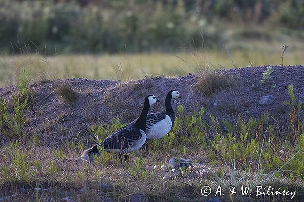 bernikle białolice, Branta leucopsis