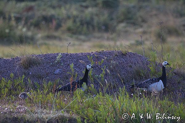 bernikle białolice, Branta leucopsis