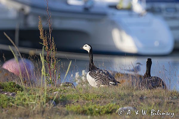 bernikle białolice, Branta leucopsis