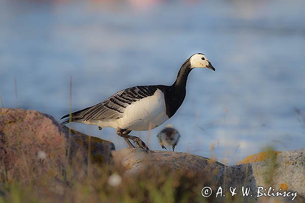 bernikle białolice, Branta leucopsis