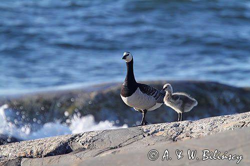 bernikla białolica z pisklakami, Branta leucopsis