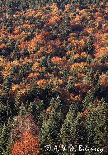 Beskid Niski, Jesień w Beskidzie Niskim, Czerteż